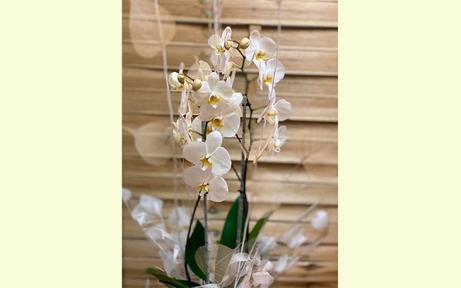 [company_name_branding] orquidea phalaenopsis con macetero